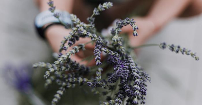 Aromatherapy - Purple Cluster Flowers