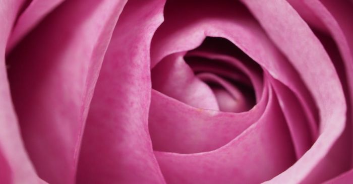 Aromatherapy - Closeup Photography of Pink Rose Flower