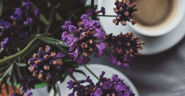 Aromatherapy - Purple Flowers